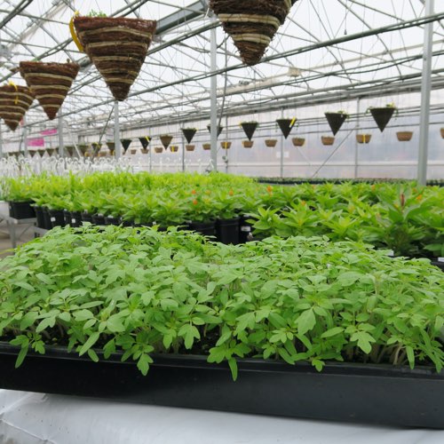 tomatoes-article-1